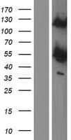 PRKAR1B Protein (Over-Expression Lysate Myc-DDK (Flag))