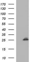 EMC8 / COX4NB Antibody (clone OTI5G1)