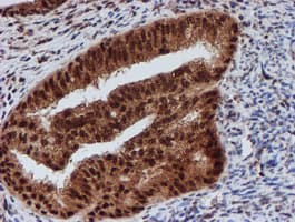 CRYZL1 Antibody (clone OTI2F9)