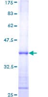 Human SMAD1 Protein (Recombinant GST, N-terminus)