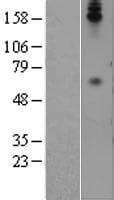 CEACAM8 / CD66b Protein (Over-Expression Lysate Myc-DDK (Flag))