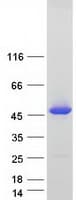 Human TRAPPC13 / C5orf44 Protein (Recombinant Myc-DDK (Flag))