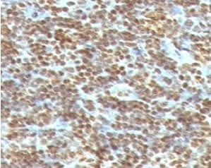 Monoclonal Mouse DNA ds Antibody (clone AE-2, IHC)