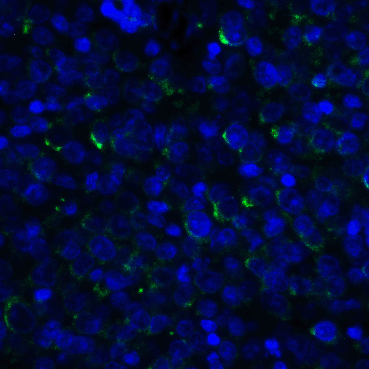 Monoclonal Mouse anti-Human TNFSF14 / LIGHT Antibody (clone 7B9H9, IHC, IF, WB)