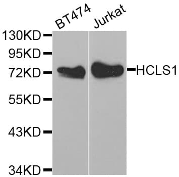 HCLS1 Antibody