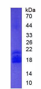 Mouse PPARD / PPAR Delta Protein (Recombinant His)