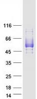 Human SIRPB1 / CD172b Protein (Recombinant Myc-DDK (Flag))