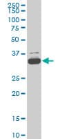 TAF11 Antibody (clone 3D3)