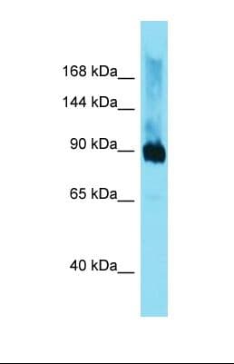 DMGDH Antibody (aa592-640)