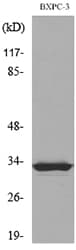 F3 / CD142 / Tissue factor Antibody