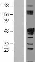 IST1 Protein (Over-Expression Lysate Myc-DDK (Flag))
