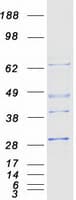 Human PSMB4 Protein (Recombinant Myc-DDK (Flag))