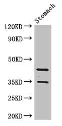 PGC / Pepsin C Antibody