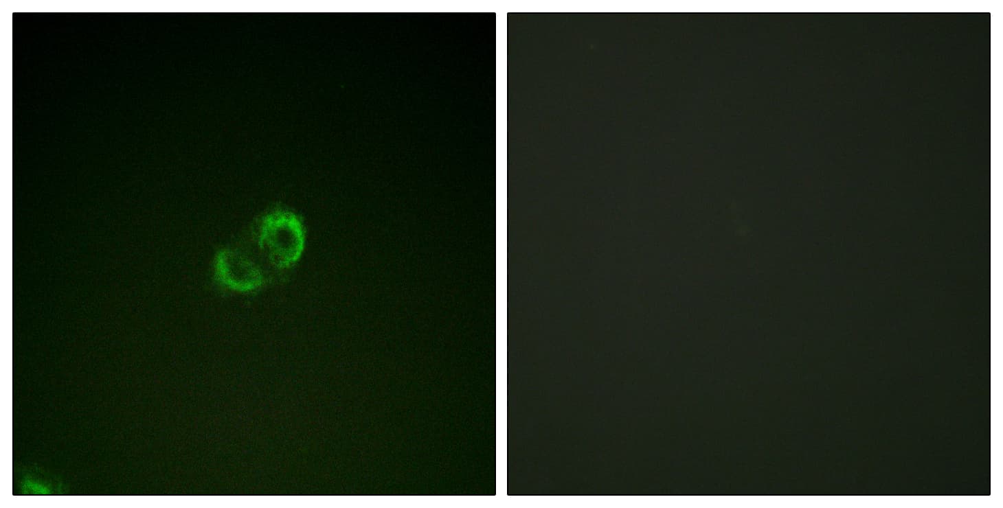ICAM3 / CD50 Antibody (aa484-533)