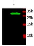 F3 / CD142 / Tissue factor Antibody (Preservative Free)