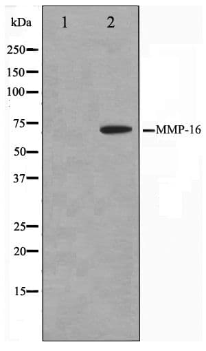 MMP16 Antibody