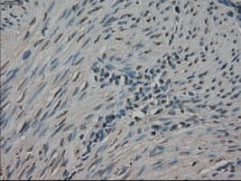 NEK6 Antibody (clone OTI8G5)