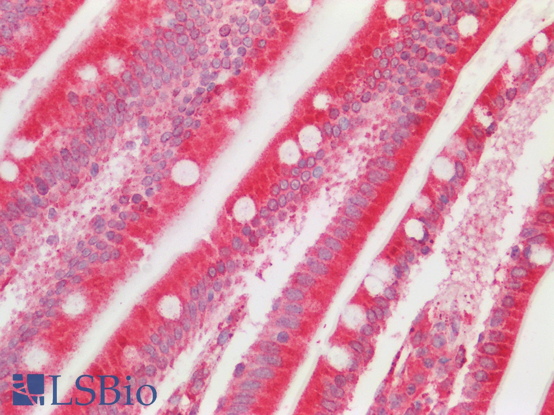 Polyclonal Rabbit anti-Human OS9 Antibody (C-Terminus, IHC, WB)