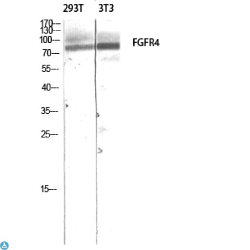 FGFR4 Antibody