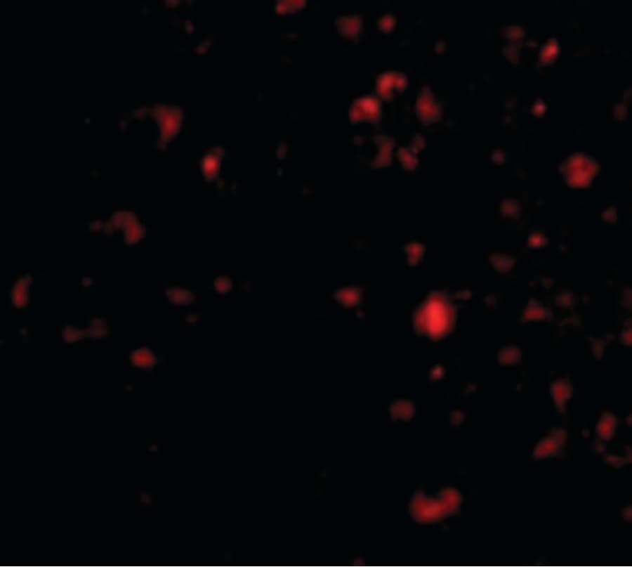 AMBRA1 Antibody