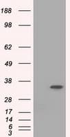 Monoclonal Mouse anti-Human EIF2S1 Antibody (clone OTI3H7, WB)