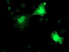 RFXANK Antibody (clone OTI3E7, Carrier-free)