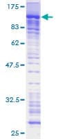 Human PRAM1 Protein (Recombinant GST)