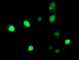 HDAC1 Antibody (clone OTI5F9)