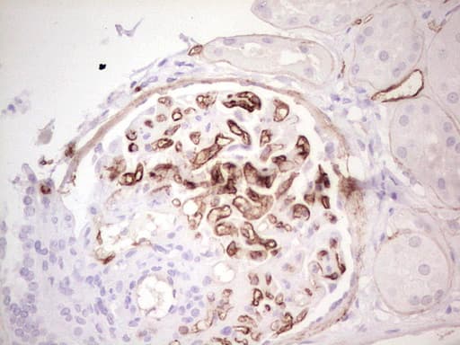 Adiponectin Antibody (aa19-244, clone OTI3G10)