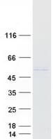 Human PRAMEF10 Protein (Recombinant Myc-DDK (Flag))