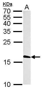 Histone H3.3 Antibody (aa1-86)