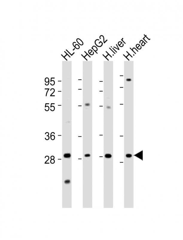 Polyclonal Rabbit anti-Human AMZ1 Antibody (aa65-96, WB)