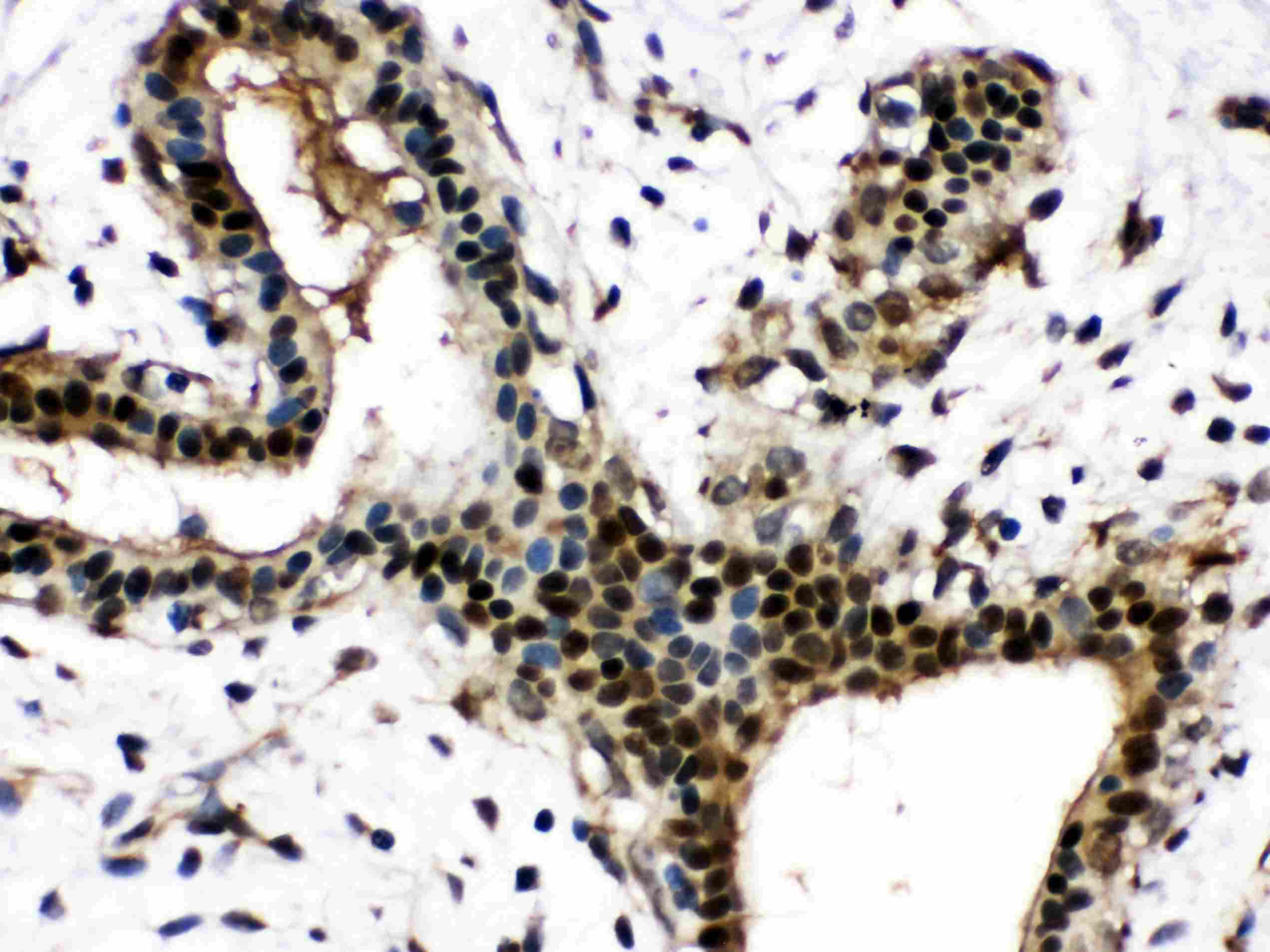 NAMPT / Visfatin Antibody