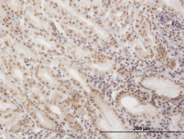 SNAPC4 Antibody (clone 1D1)