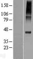 CATSPER4 Protein (Over-Expression Lysate Myc-DDK (Flag))