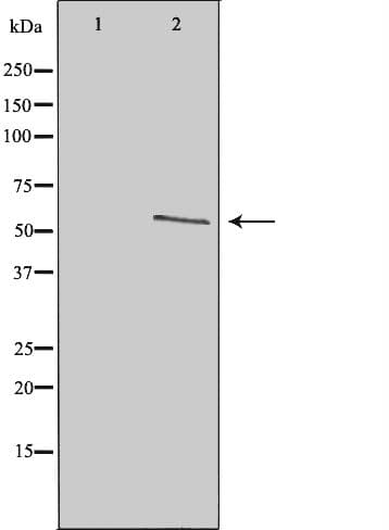 TAF1A Antibody