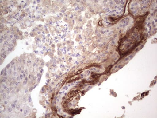 LAMA4 / Laminin Alpha 4 Antibody (aa25-270, clone OTI5G8)