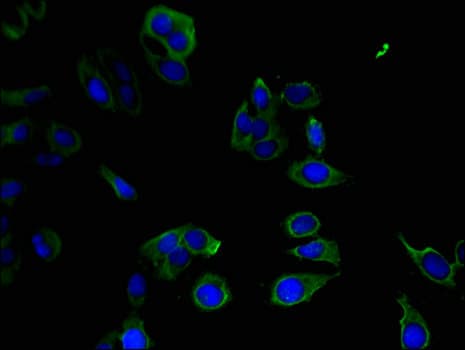 Polyclonal Rabbit anti-Human PPP1R12C / MBS85 Antibody (IHC, IF)