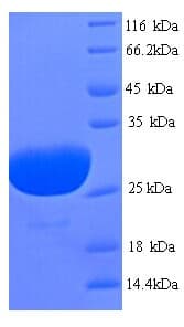 Human PLN / Phospholamban Protein (Recombinant GST)