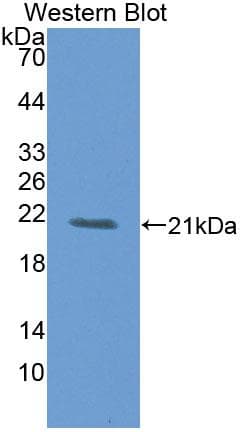 GFM1 Antibody (aa1-158)
