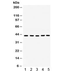 GNAQ Antibody
