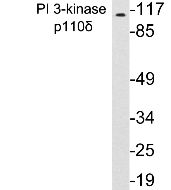Polyclonal Rabbit anti-Human PIK3CD / PI3K Delta Antibody (aa908-957, WB)