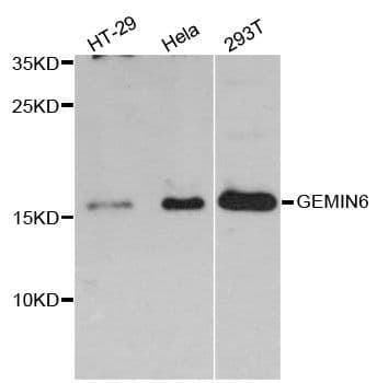 GEMIN6 / Gemin-6 Antibody