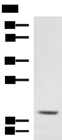 MRPL20 Antibody