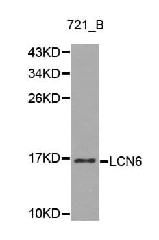 LCN6 Antibody
