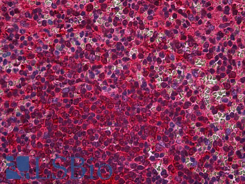 IHC-plus™ COPS5 / JAB1 Antibody (N-Terminus)