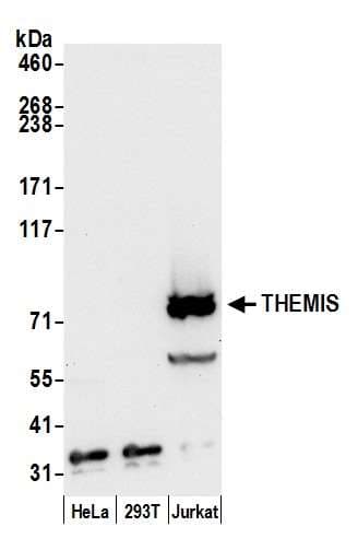 THEMIS / SPOT Antibody (aa591-641)