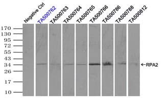 RPA2 / RFA2 / RPA34 Antibody (clone OTI10G1)