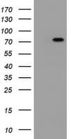 DDX59 Antibody (clone OTI3C3)
