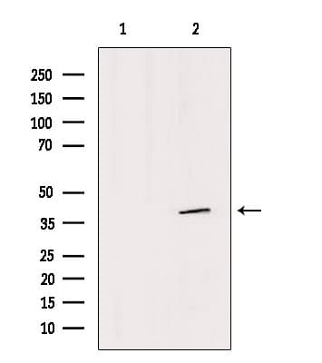 SFXN4 Antibody